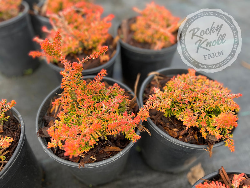 Calluna Wickwar Flame Heather plant from Rocky Knoll Farm