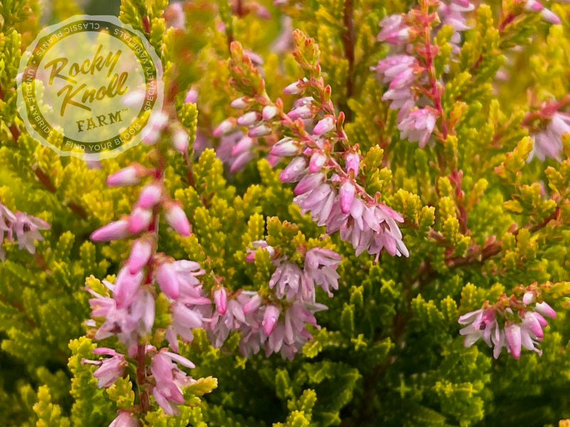 Calluna Winter Chocolate Heather plant from Rocky Knoll Farm