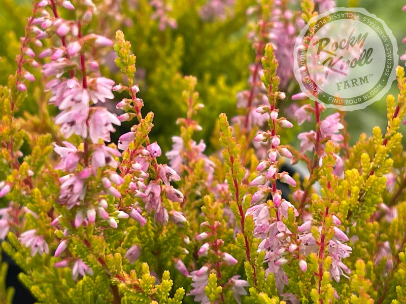 Calluna Winter Chocolate Heather plant from Rocky Knoll Farm