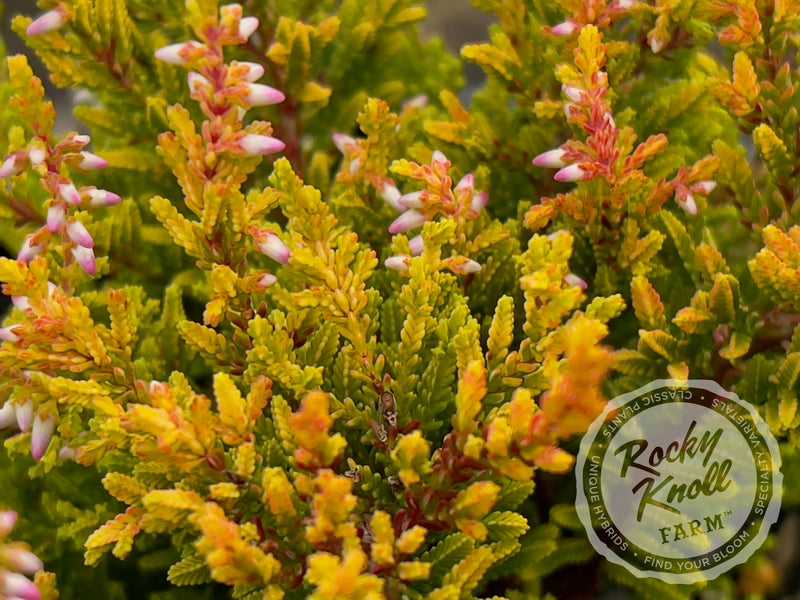 Calluna Winter Chocolate Heather plant from Rocky Knoll Farm