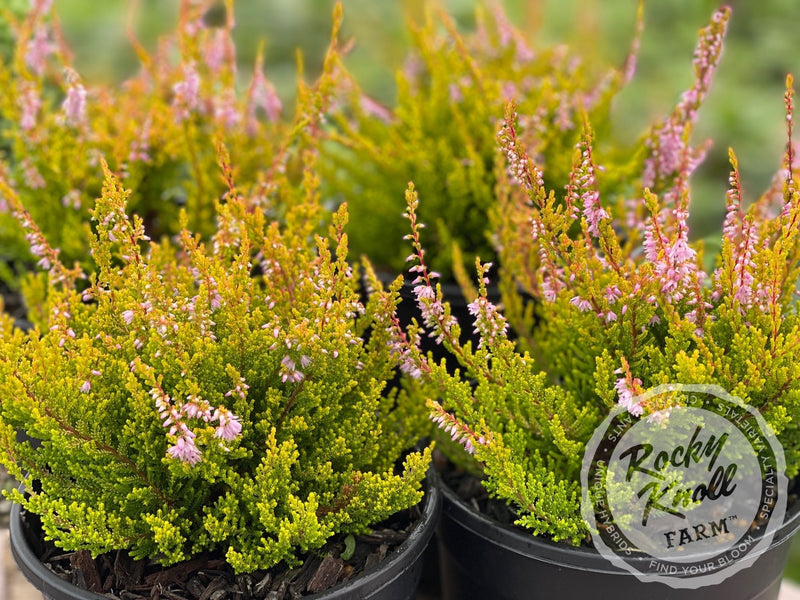 Calluna Winter Chocolate Heather plant from Rocky Knoll Farm