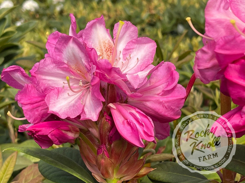Cameo Glory plant from Rocky Knoll Farm
