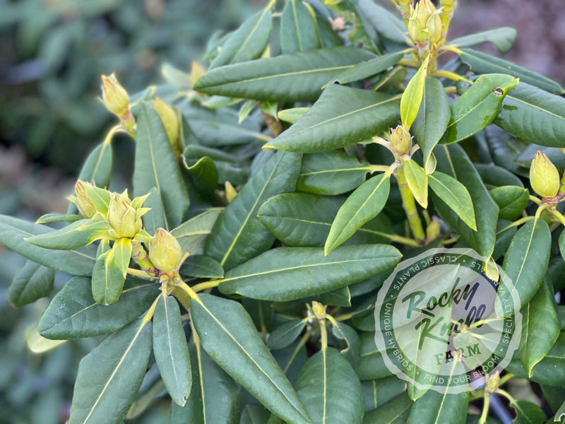 Capistrano plant from Rocky Knoll Farm