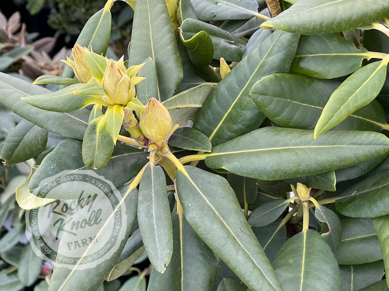 Capistrano plant from Rocky Knoll Farm