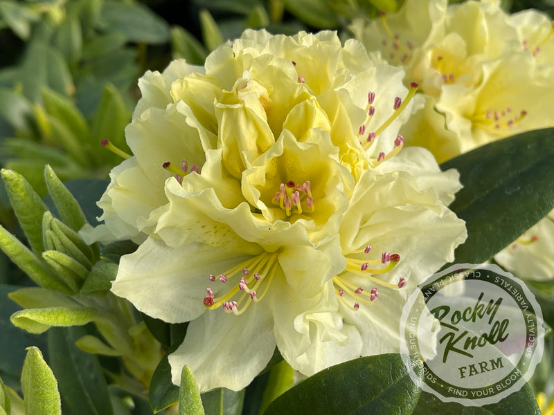 Capistrano plant from Rocky Knoll Farm