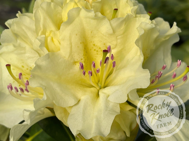 Capistrano plant from Rocky Knoll Farm