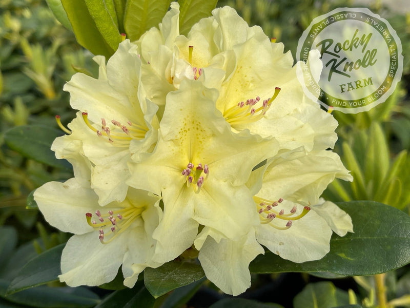 Capistrano plant from Rocky Knoll Farm