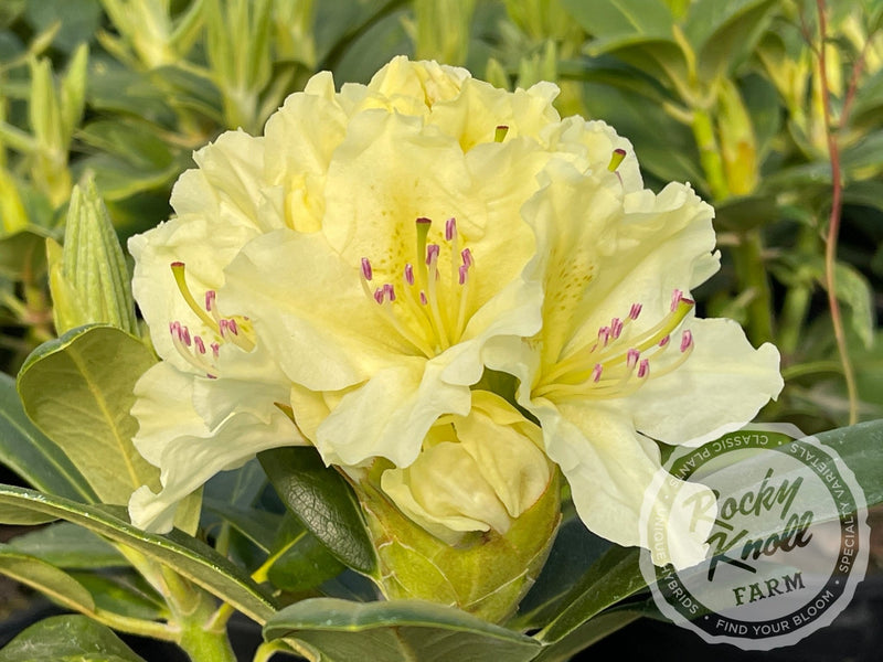 Capistrano plant from Rocky Knoll Farm