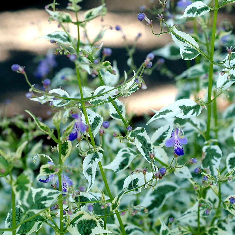 Caryopteris 'Snow Fairy' (Bluebeard) plant from Rocky Knoll Farm