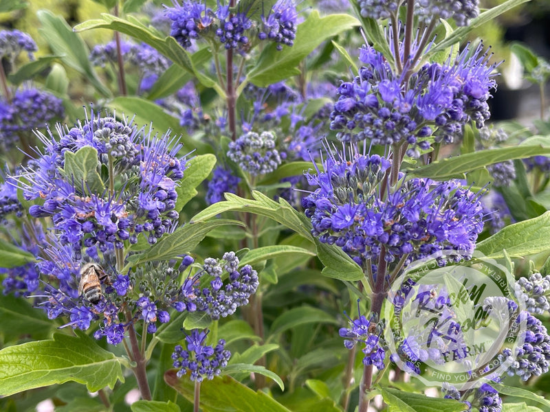 Caryopteris 'Dark Knight' (Bluebeard) plant from Rocky Knoll Farm