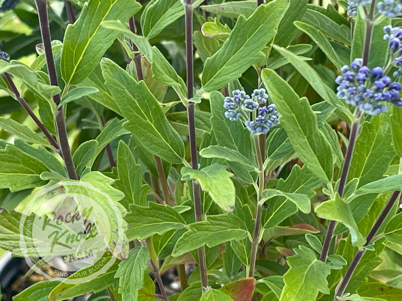 Caryopteris 'Dark Knight' (Bluebeard) plant from Rocky Knoll Farm