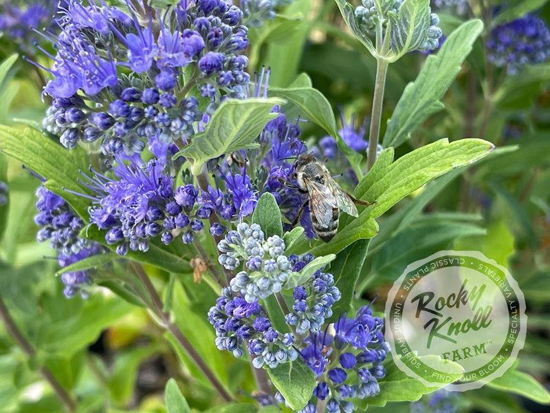 Caryopteris 'Dark Knight' (Bluebeard) plant from Rocky Knoll Farm