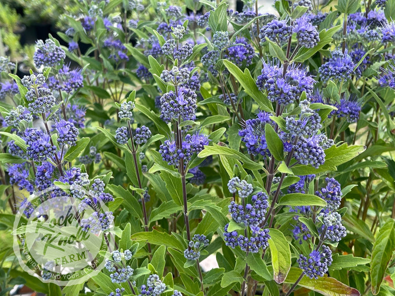 Caryopteris 'Dark Knight' (Bluebeard) plant from Rocky Knoll Farm