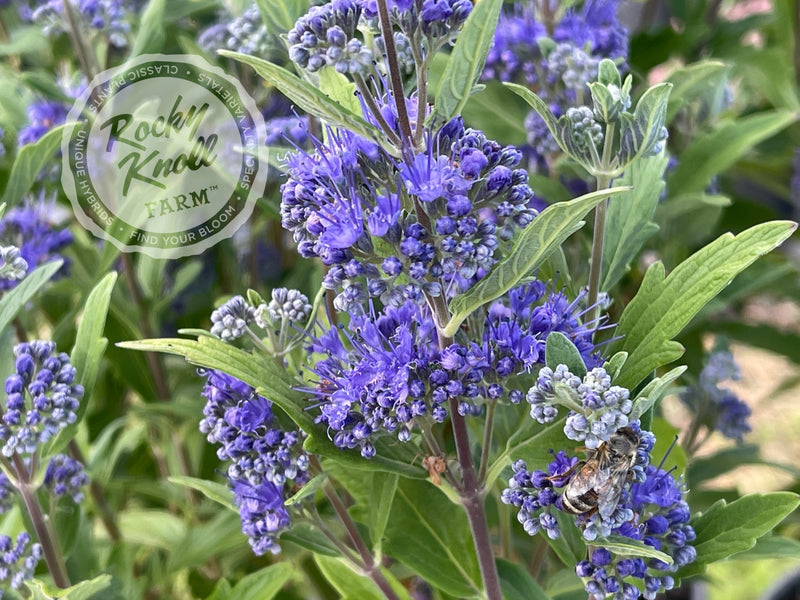 Caryopteris 'Dark Knight' (Bluebeard) plant from Rocky Knoll Farm