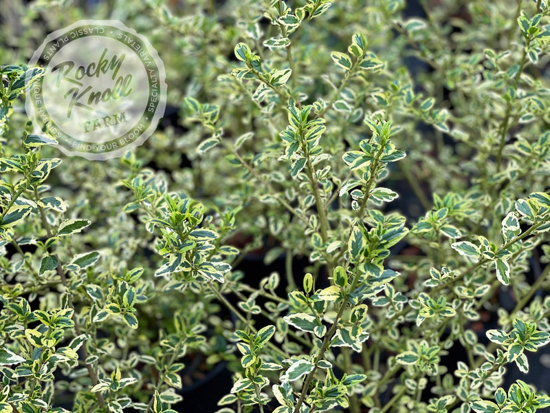 Ceanothus thyrsiflorus 'El Dorado' (California Lilac) plant from Rocky Knoll Farm