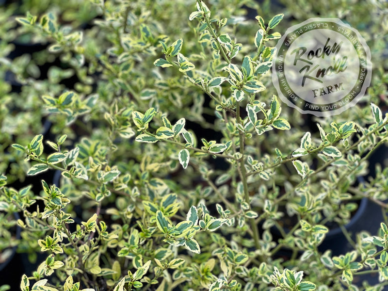 Ceanothus thyrsiflorus 'El Dorado' (California Lilac) plant from Rocky Knoll Farm
