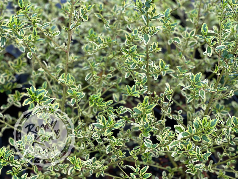 Ceanothus thyrsiflorus 'El Dorado' (California Lilac) plant from Rocky Knoll Farm