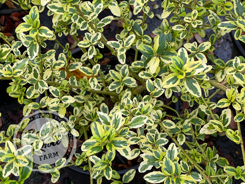Ceanothus thyrsiflorus 'El Dorado' (California Lilac) plant from Rocky Knoll Farm