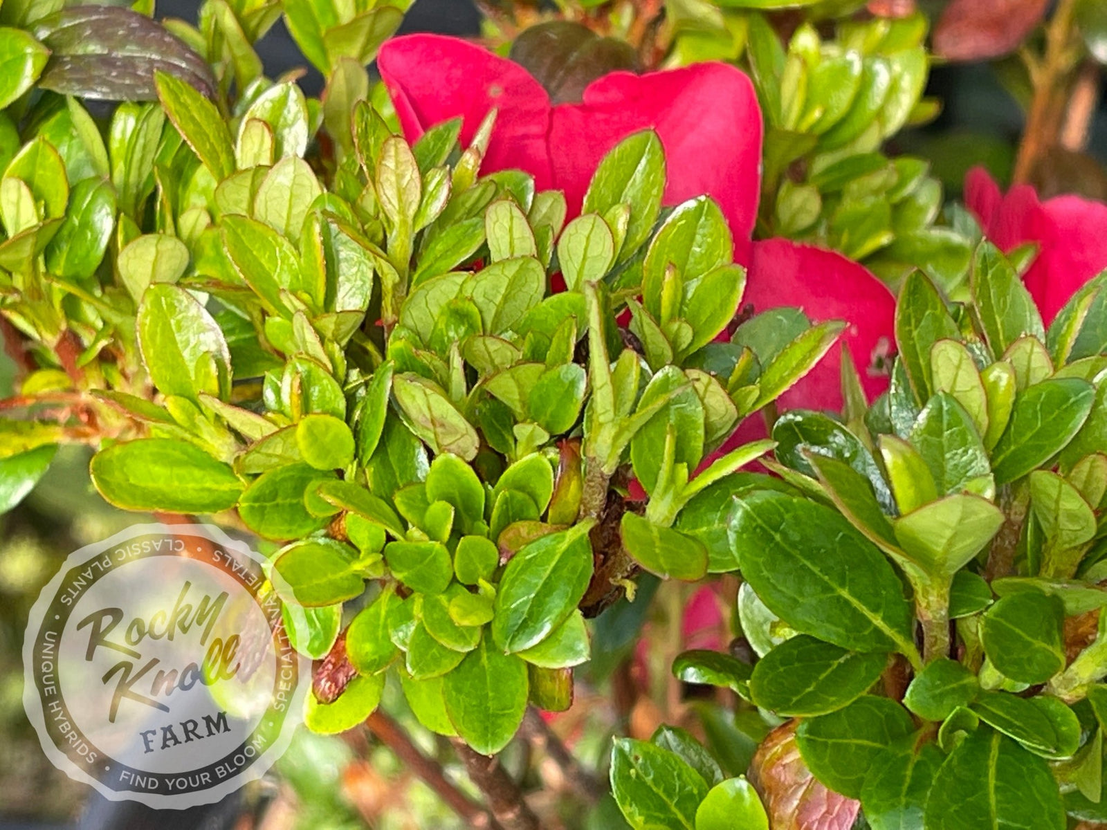 Cherry Drops - Rocky Knoll Farm