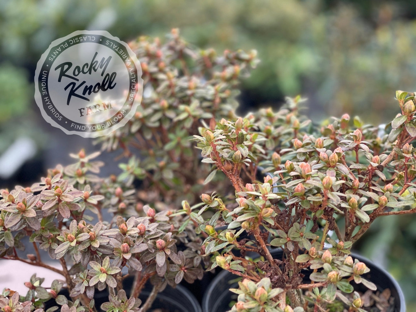 Chikor - Rocky Knoll Farm