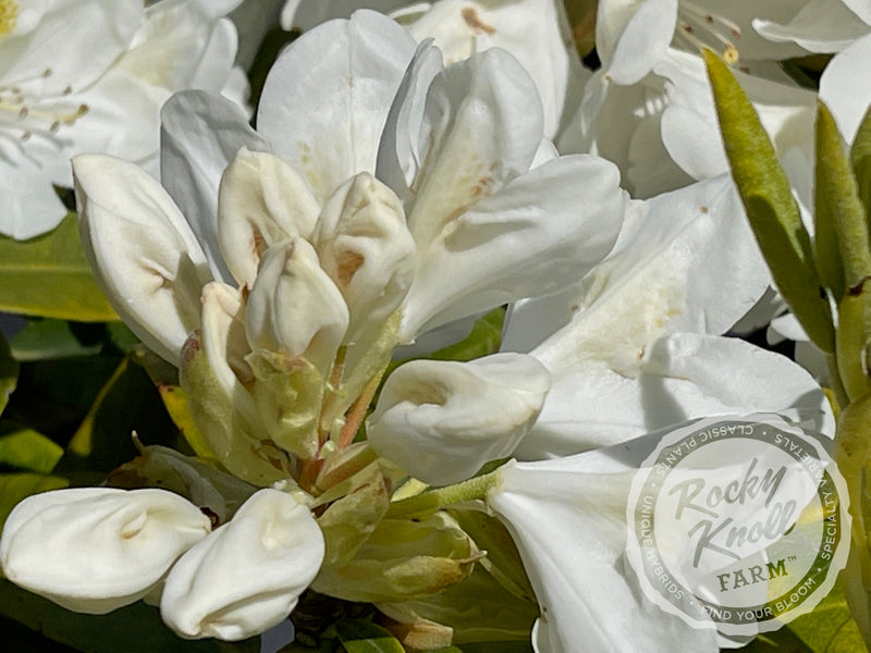 Chionoides plant from Rocky Knoll Farm