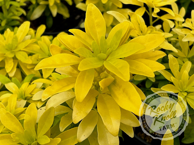 Choisya ternata Sundance (Mexican Orange Blossom) plant from Rocky Knoll Farm