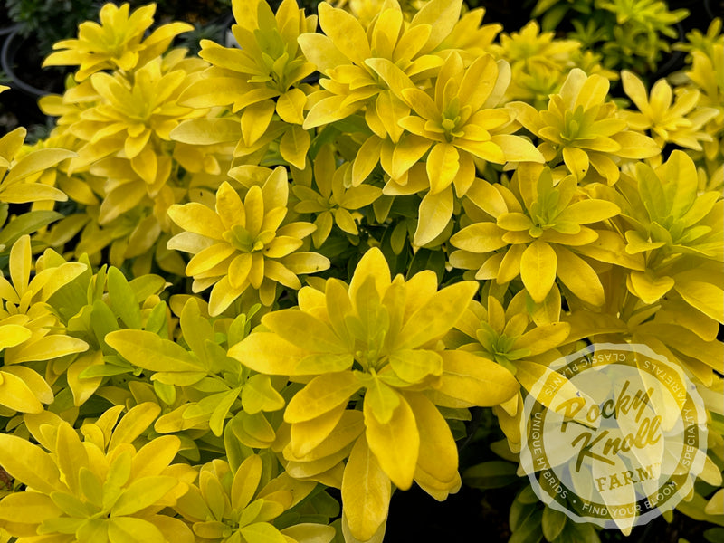 Choisya ternata Sundance (Mexican Orange Blossom) plant from Rocky Knoll Farm
