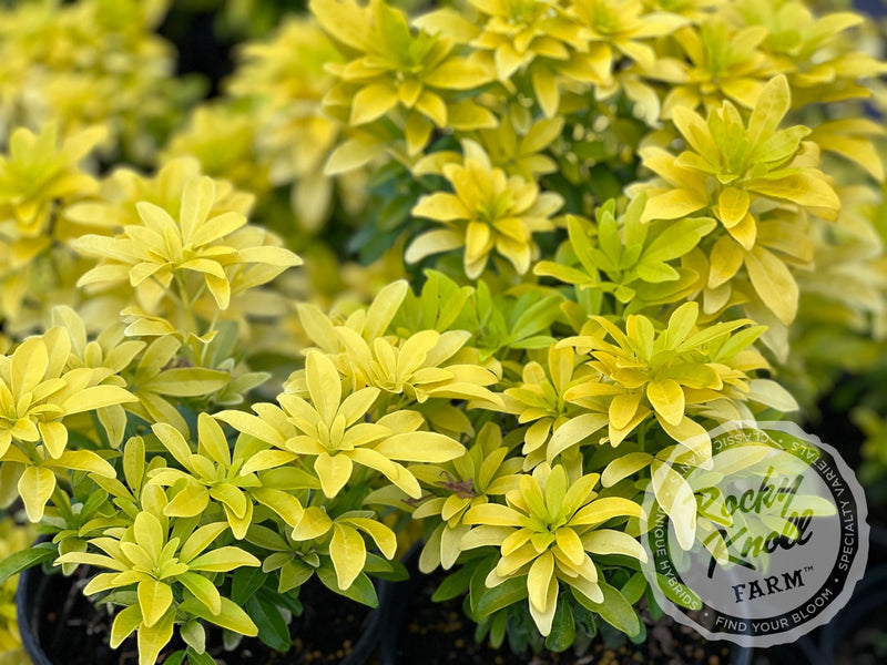 Choisya ternata Sundance (Mexican Orange Blossom) plant from Rocky Knoll Farm
