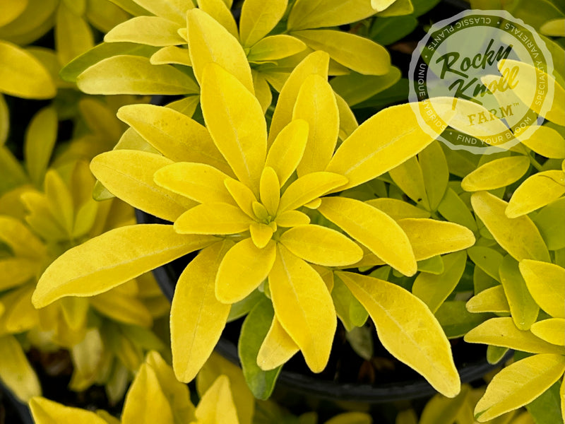 Choisya ternata Sundance (Mexican Orange Blossom) plant from Rocky Knoll Farm