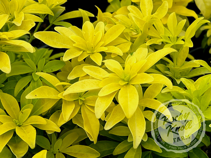 Choisya ternata Sundance (Mexican Orange Blossom) plant from Rocky Knoll Farm