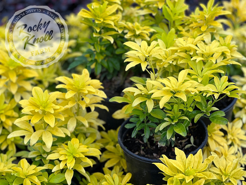 Choisya ternata Sundance (Mexican Orange Blossom) plant from Rocky Knoll Farm