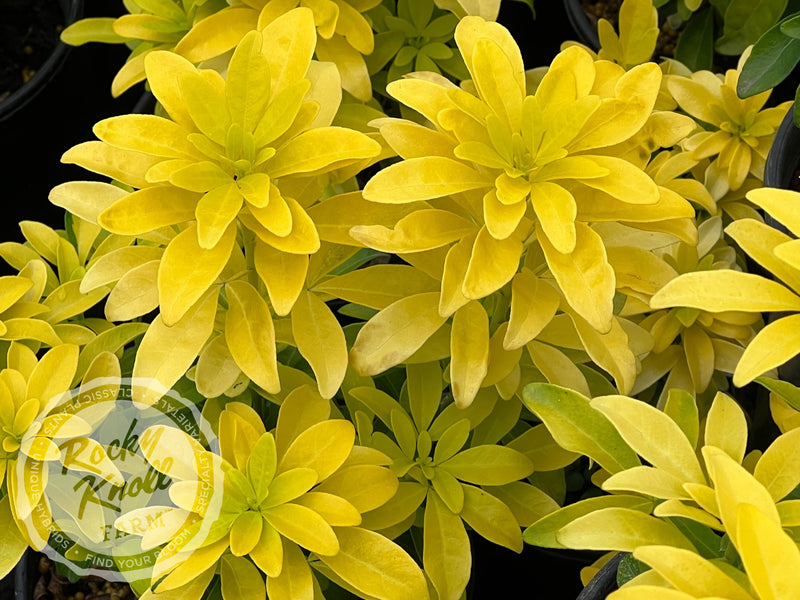 Choisya ternata Sundance (Mexican Orange Blossom) plant from Rocky Knoll Farm