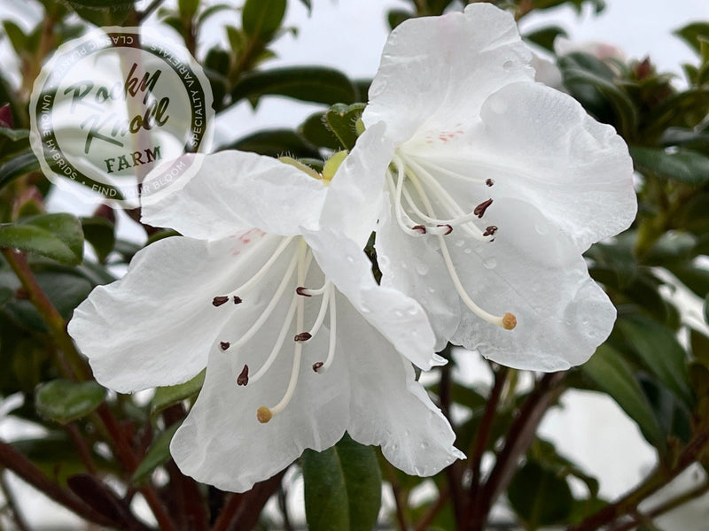 Cilpinense plant from Rocky Knoll Farm