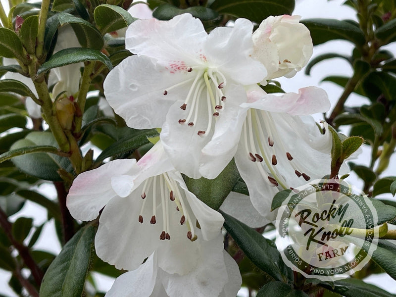Cilpinense plant from Rocky Knoll Farm