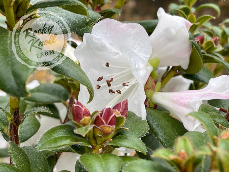 Cilpinense plant from Rocky Knoll Farm