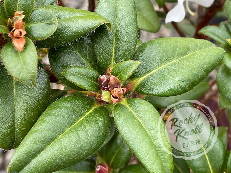 Cilpinense plant from Rocky Knoll Farm