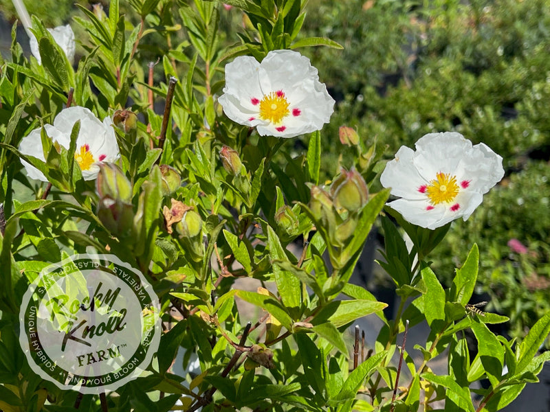 Cistus Crimson Spot Rockrose plant from Rocky Knoll Farm
