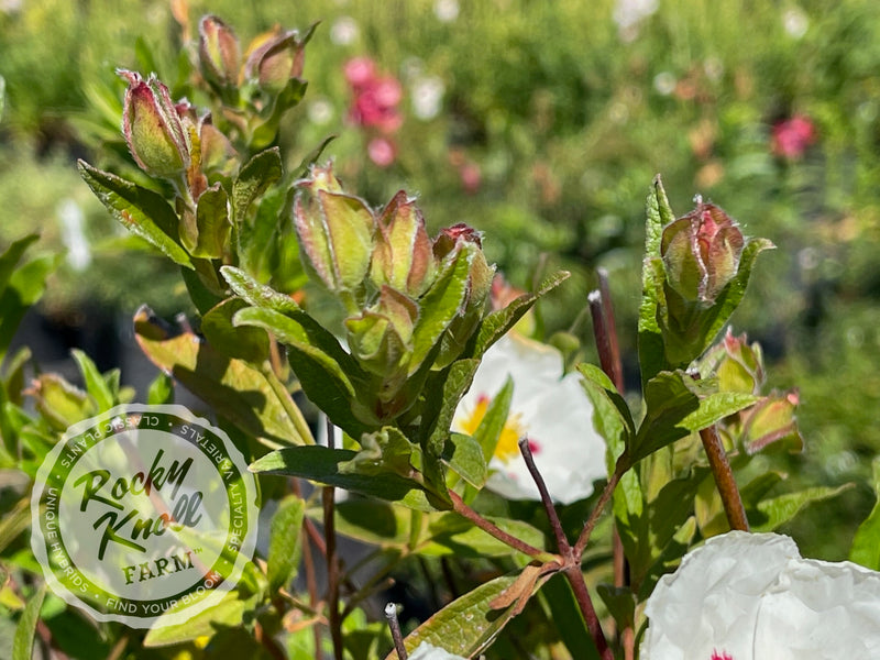 Cistus Crimson Spot Rockrose plant from Rocky Knoll Farm