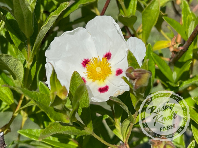 Cistus Crimson Spot Rockrose plant from Rocky Knoll Farm
