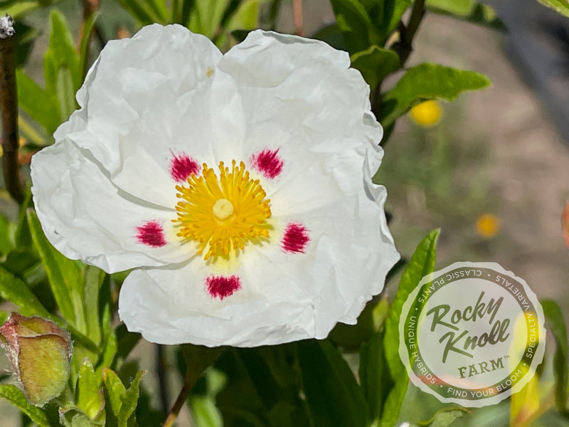 Cistus Crimson Spot Rockrose plant from Rocky Knoll Farm