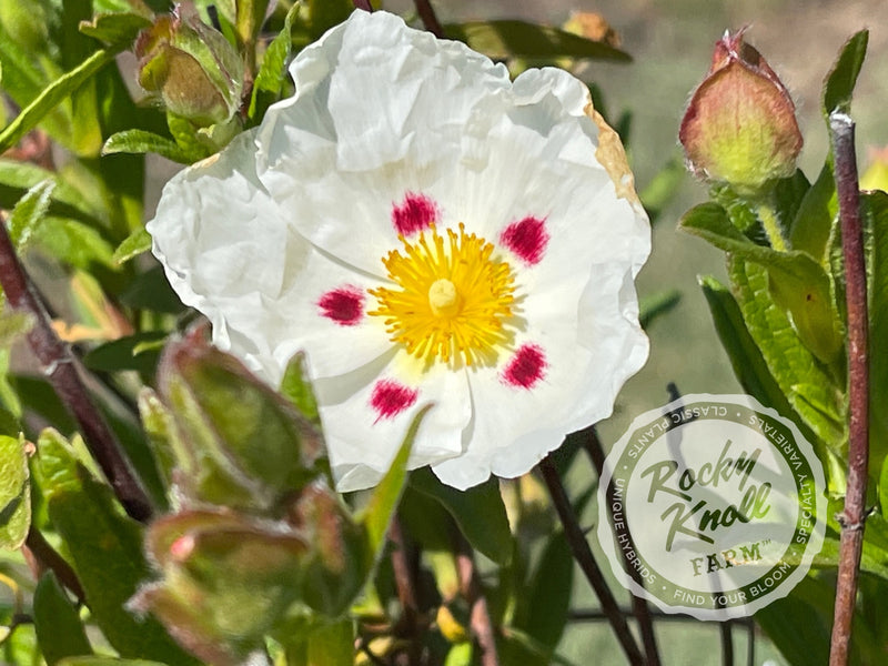 Cistus Crimson Spot Rockrose plant from Rocky Knoll Farm
