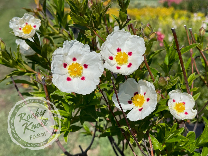 Cistus Crimson Spot Rockrose plant from Rocky Knoll Farm