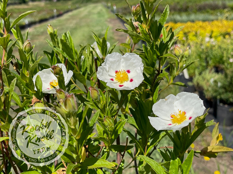 Cistus Crimson Spot Rockrose plant from Rocky Knoll Farm