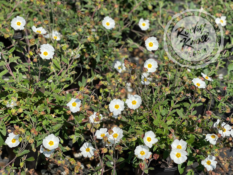 Cistus x heterocalyx Chelsea Bonnet Rockrose plant from Rocky Knoll Farm