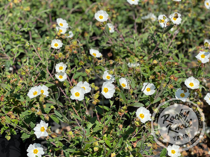 Cistus x heterocalyx Chelsea Bonnet Rockrose plant from Rocky Knoll Farm
