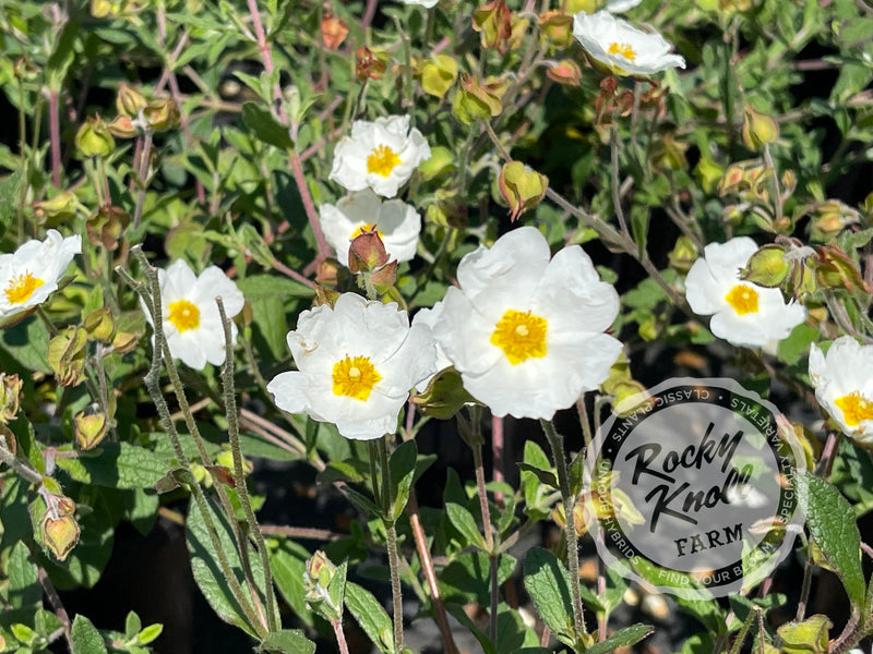 Cistus x heterocalyx Chelsea Bonnet Rockrose plant from Rocky Knoll Farm