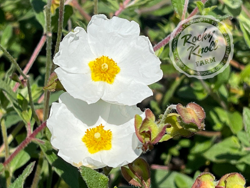 Cistus x heterocalyx Chelsea Bonnet Rockrose plant from Rocky Knoll Farm