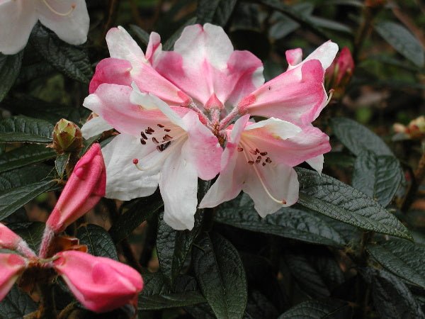 Coastal Spice plant from Rocky Knoll Farm