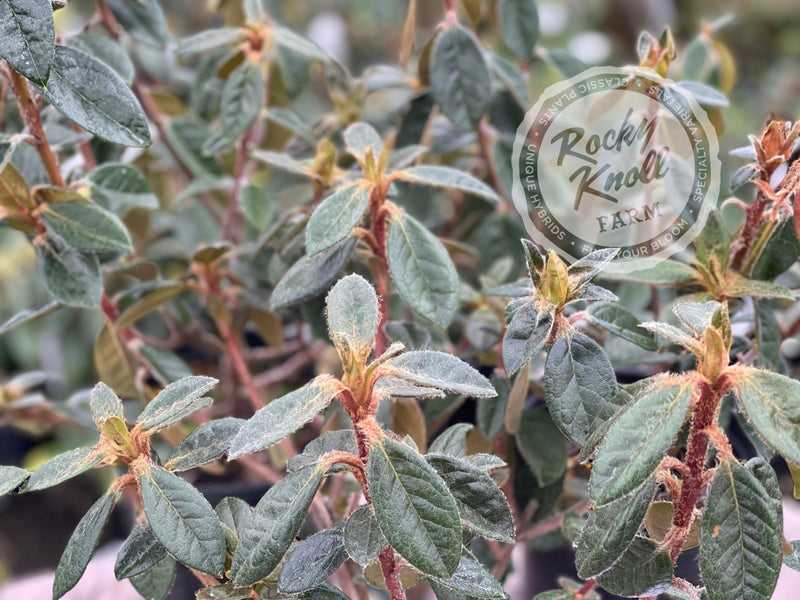 Coastal Spice plant from Rocky Knoll Farm