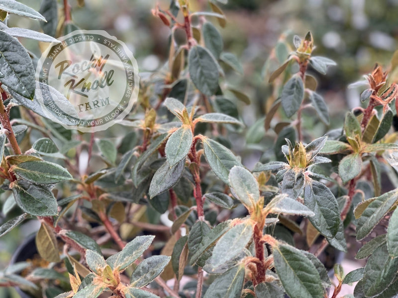 Coastal Spice plant from Rocky Knoll Farm